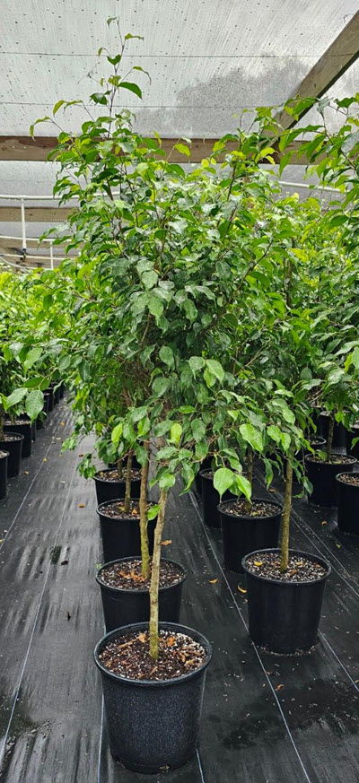 Wintergreen Ficus
